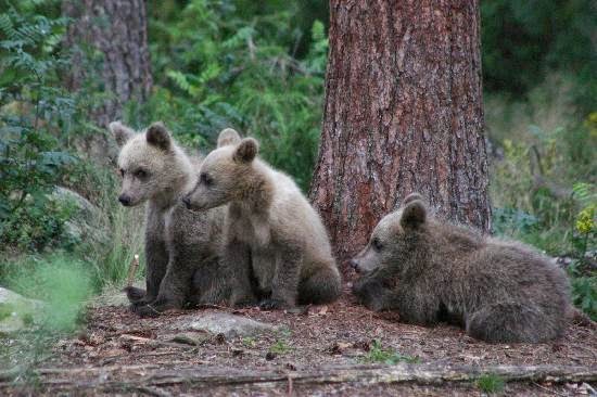 Ficha de Especie: El Bosque de Lenga (Nothofagus pumilio - imagenes de animales que viven en el bosque