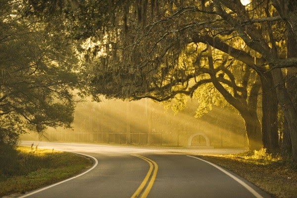 savannad savannah my
