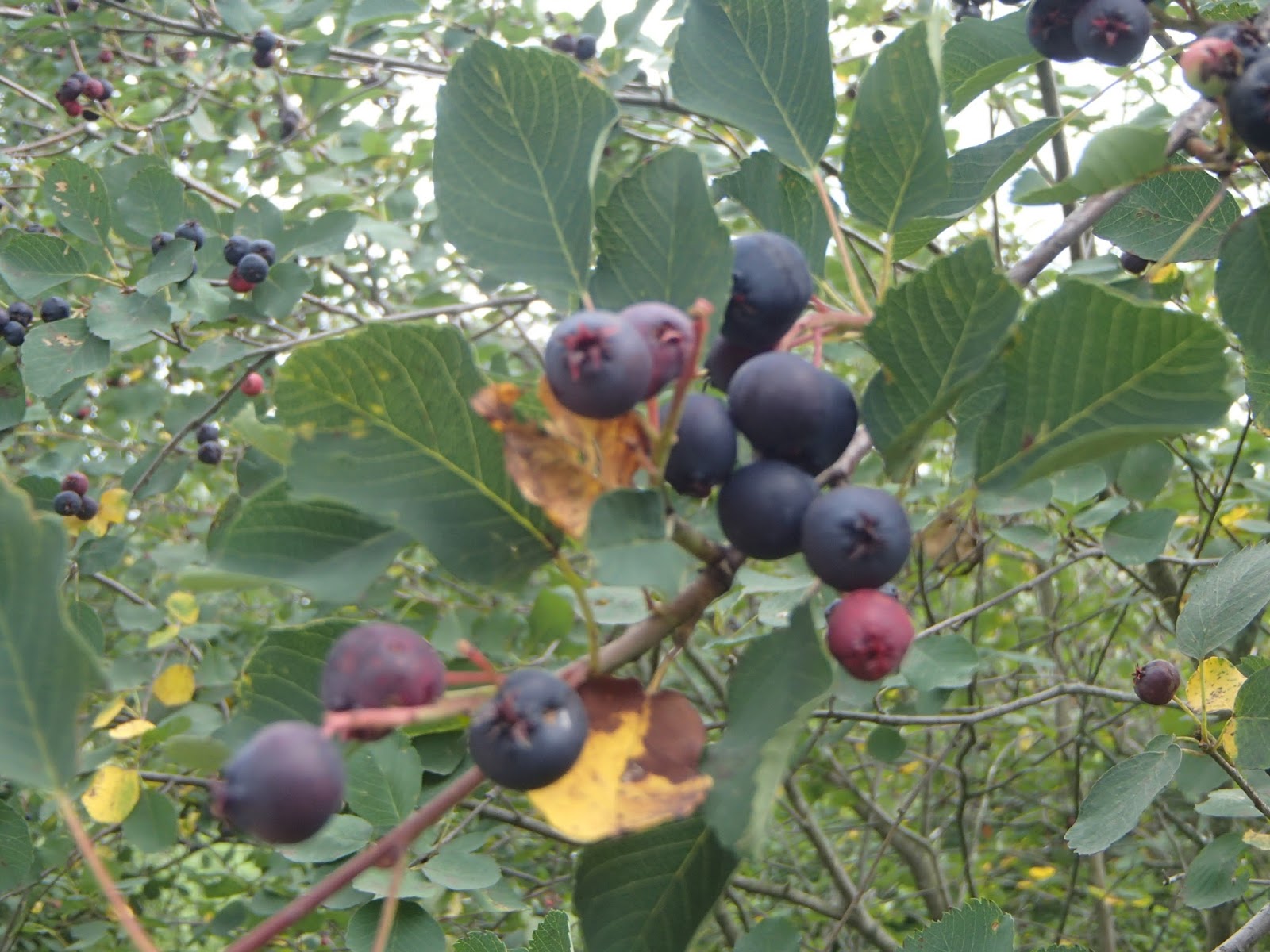 Ridge Berry Farm The Saskatoon Berry