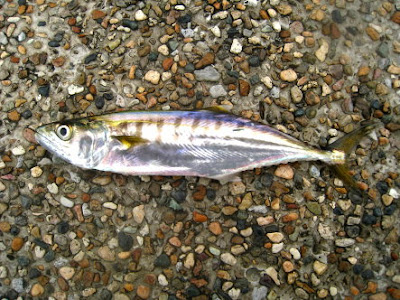 Spanish Mackerel also know as Ba Dong 巴冬 Caught at Woodland Jetty Fishing Hotspots was created to share with those who are interested in fishing on tips and type of fishes caught around Woodland Jetty Fishing Hotspots.
