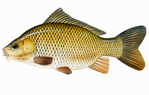 Gambar Ikan Mas Gambar Ikan Mas