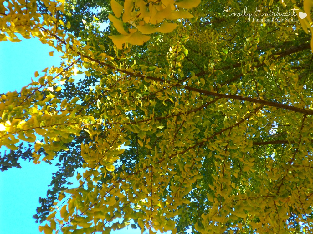 Green and yellow leaves on a tree.