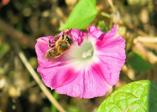 Honeybee and Morning Glory, October 24, 2014, 1:25:35 PM