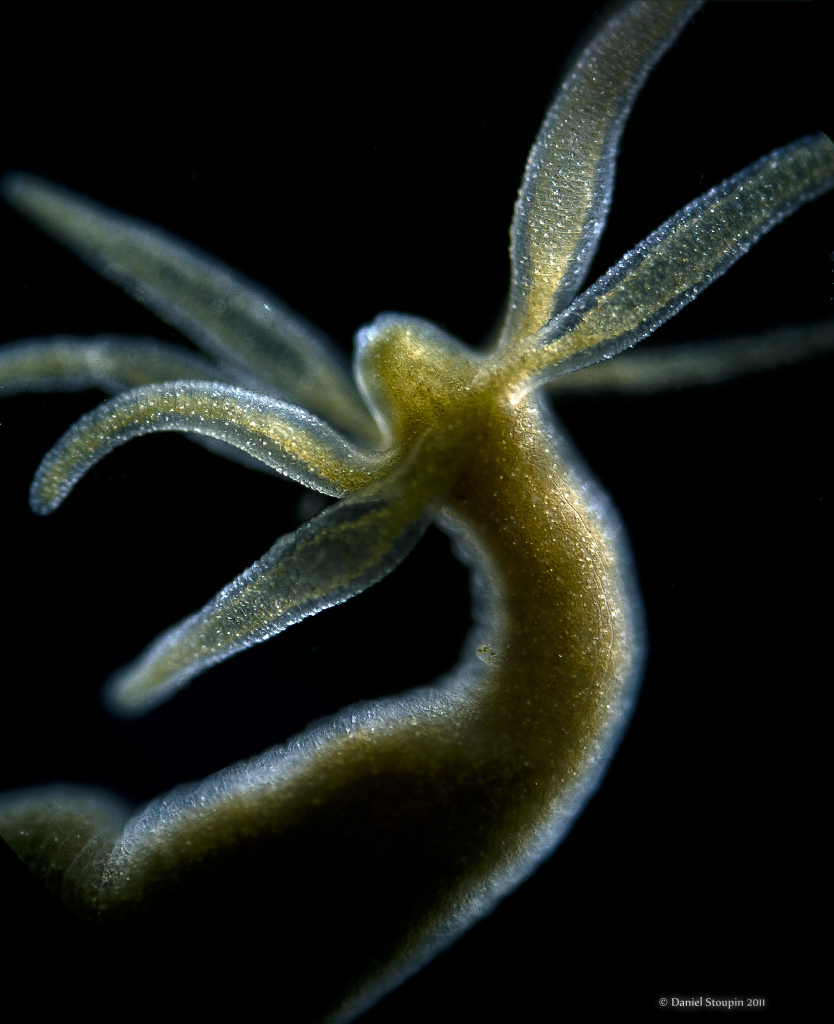 Wildlife & Nature Blog: Freshwater Hydra - Capable of Endless Regeneration