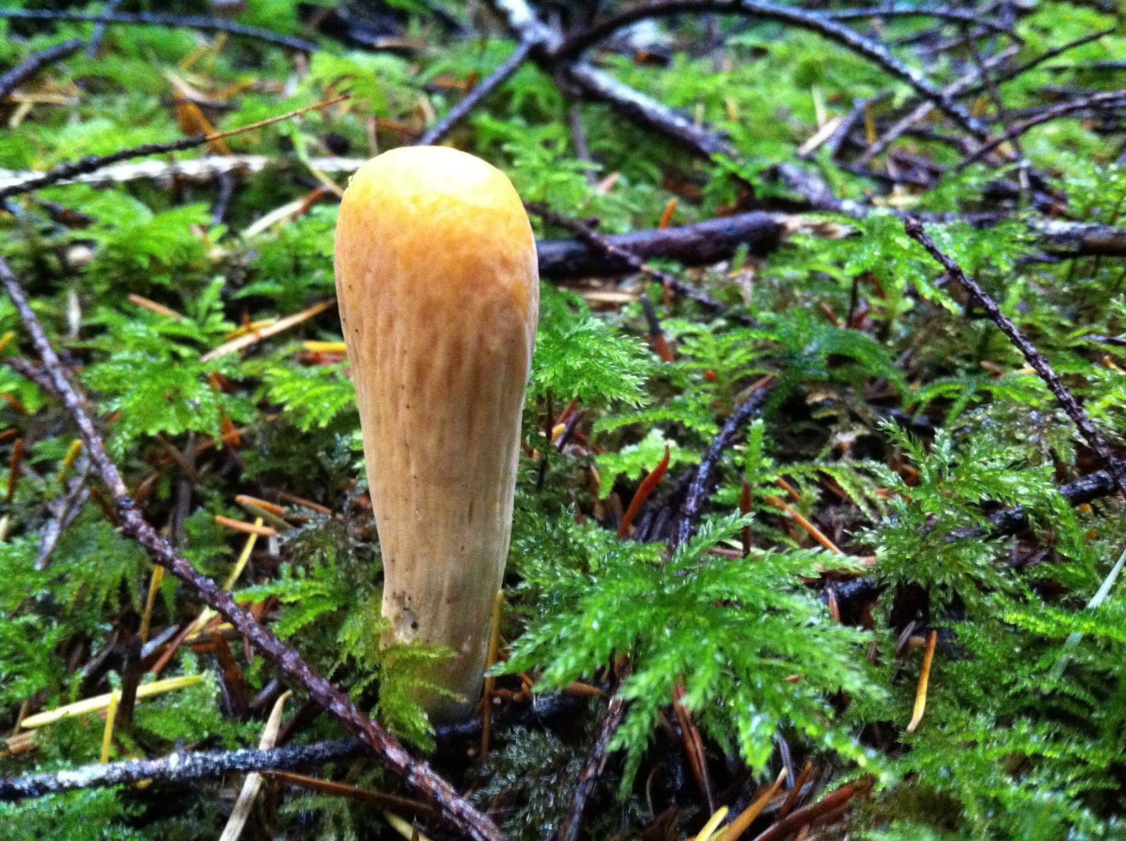 100 Mushrooms on Vancouver Island Clavariadelphus truncatus Flat