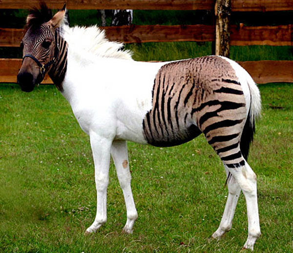 Unfortunately the differences between zebras and horses can merge as zebras