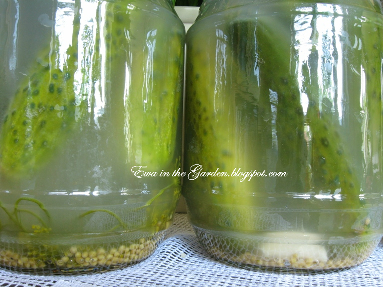 Ewa in the Garden How to make fermented cucumbers