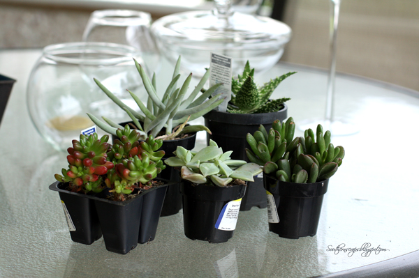 DIY Succulent gardens