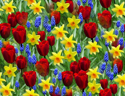 Spring Flowers Spring Flowers