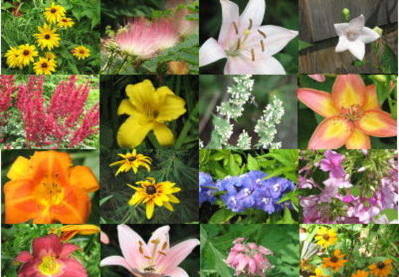 Penanaman Pohon Khas Jakarta | DR. Arif Zulkifli Nasution