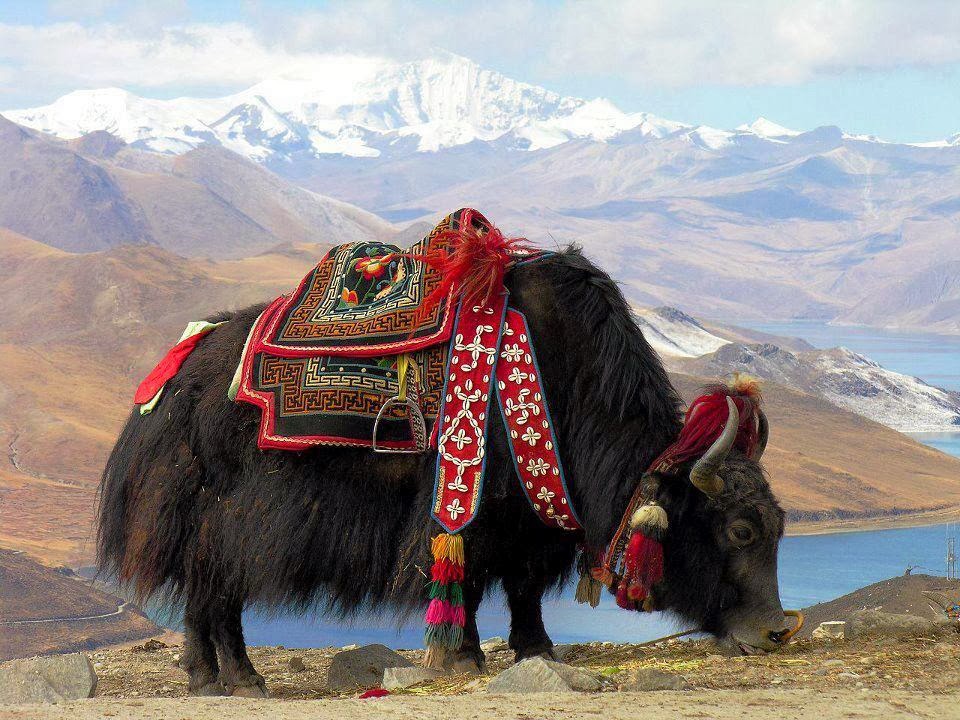 Yak (Animal) - Ideas To Chill