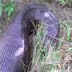 Matan en Colombia a una anaconda "come hombres".