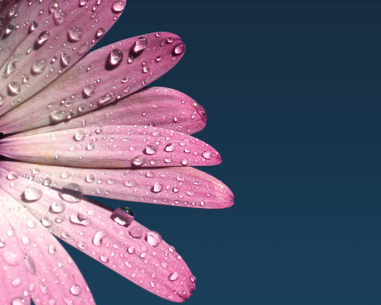 http://4.bp.blogspot.com/-_BtwLNAWczc/TsxkxpGD0rI/AAAAAAAACjo/cCh7UWd57qM/s1600/Free%2Bdownload%2BFlower%2BWallpapers%25252C%2BBeautiful%2Bflower%2Bwallpapers%25252C%2BFlower%2Bwallpaper%2Bfor%2Bapple%25252C%2Bflower%2Bwallpaper%2Bfor%2Bpc8.jpg