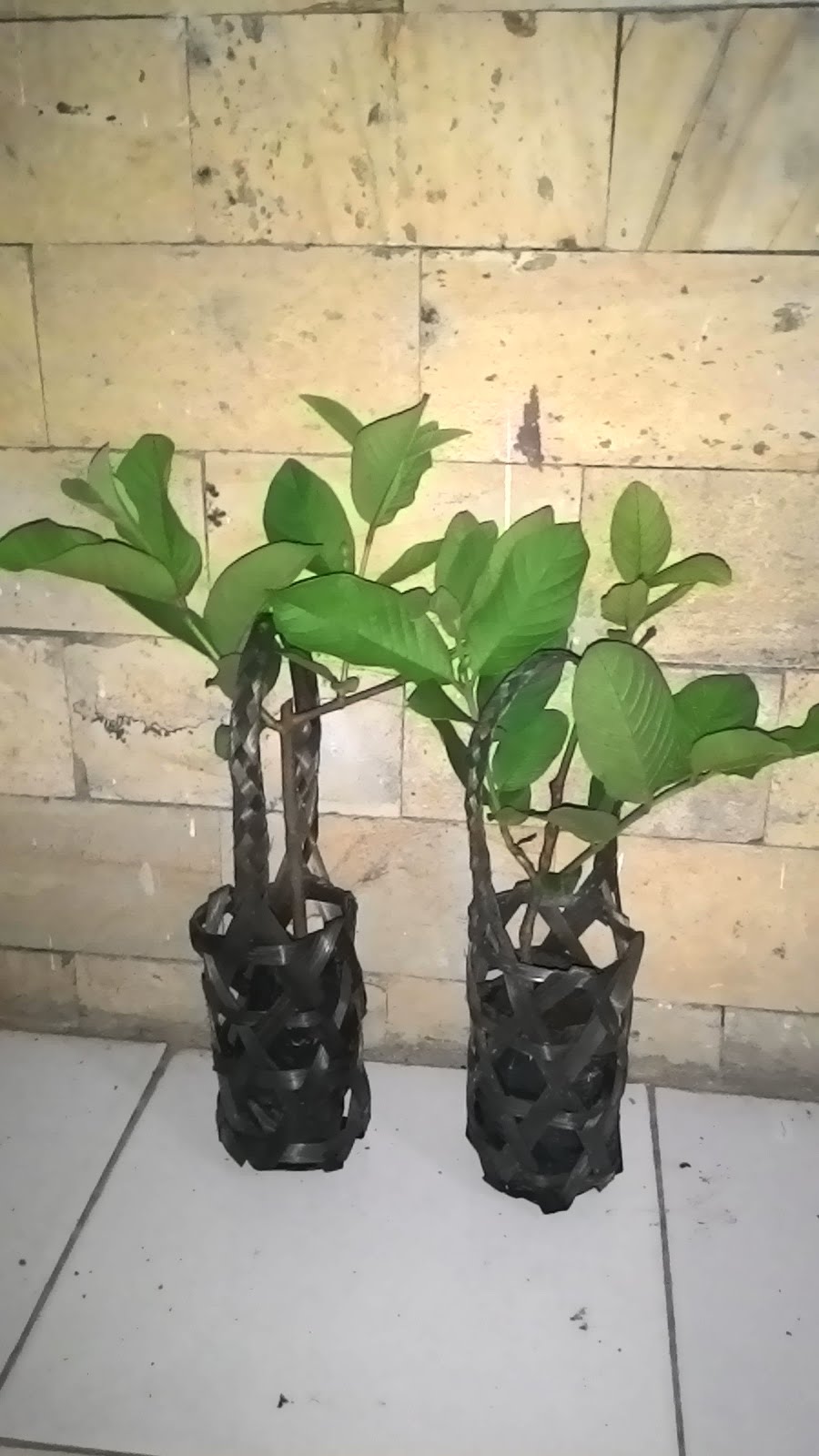 Dunia Buah Nusantara