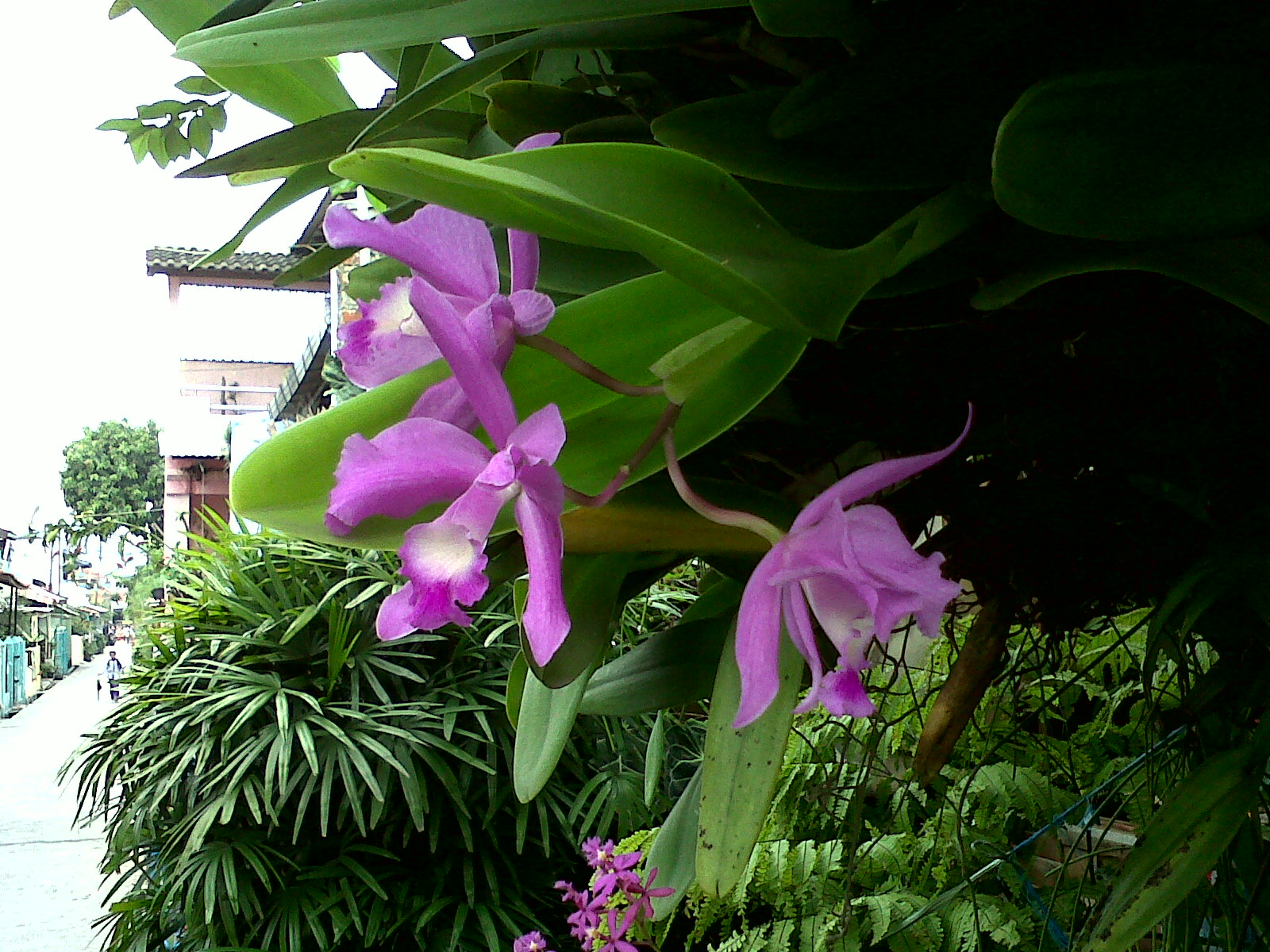 Types Of Dendrobium Orchids Types Of Dendrobium Orchids