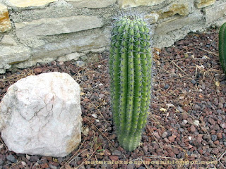 Stenocereus thurberi
