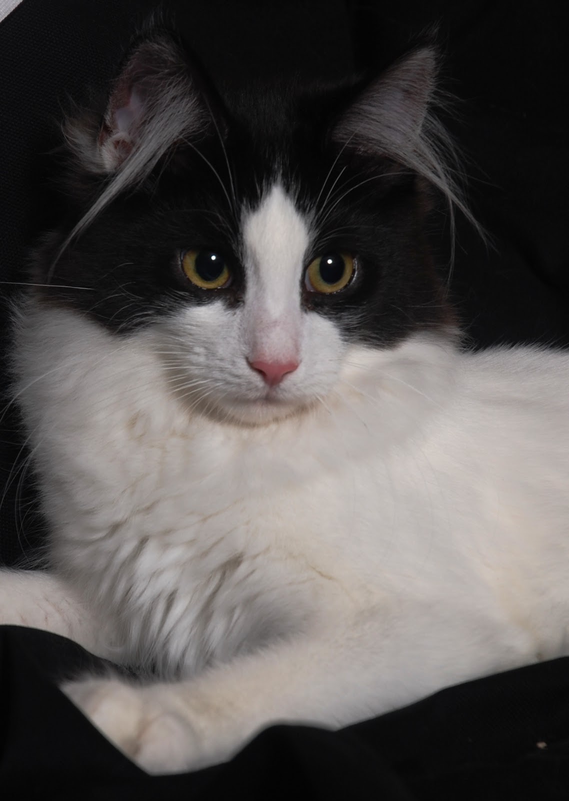 extraloudpurrs The Ears of the Norwegian Forest Cat
