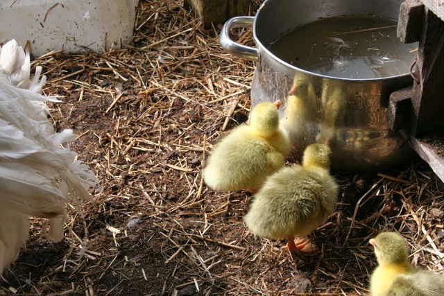 Metzer Farms Duck and Goose Blog: Sebastopol Geese Hatching and Raising