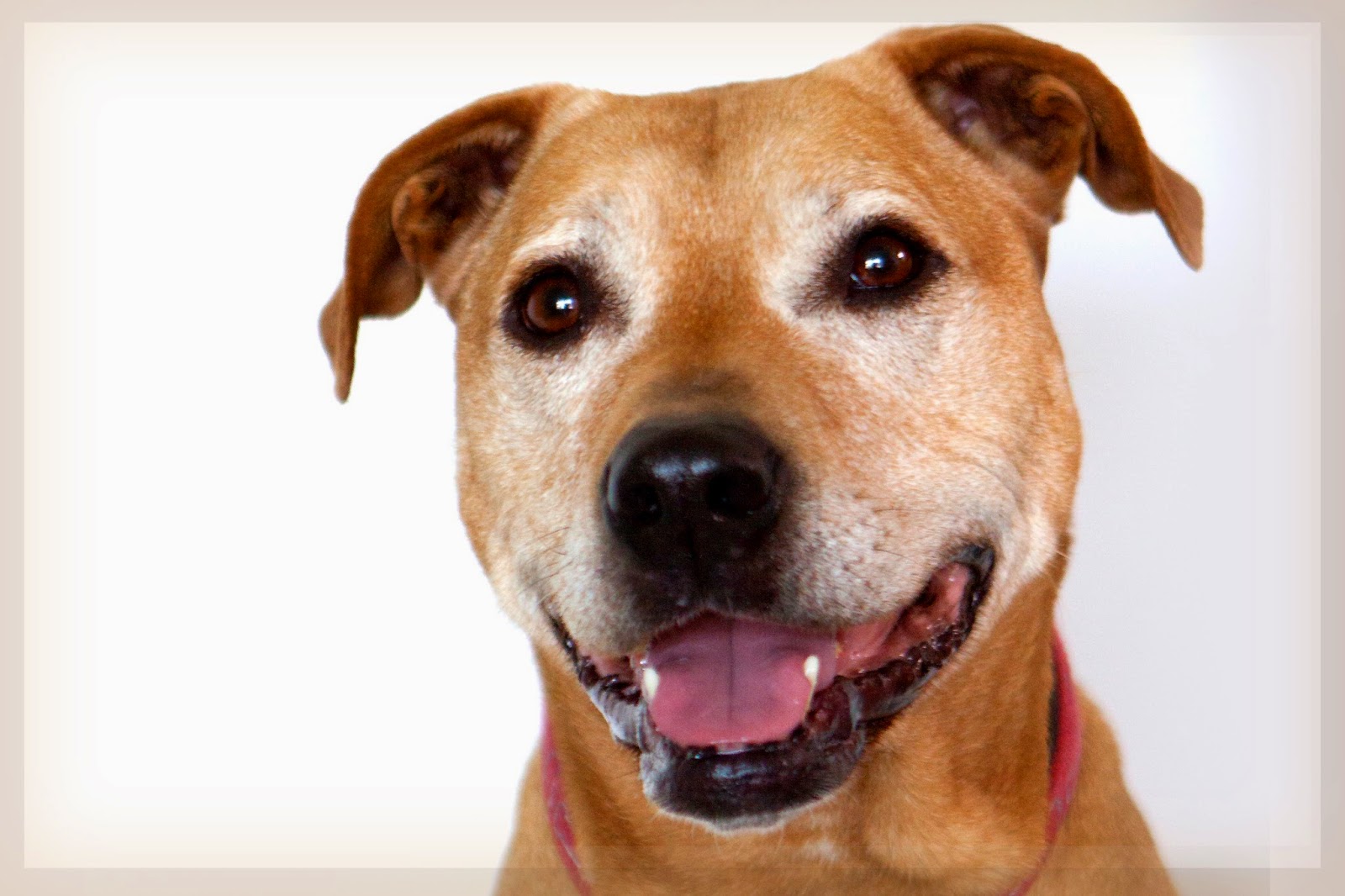 Shelter Dogs of Portland "LAKOTA SIOUX" easy going, charming Lab/pitmix
