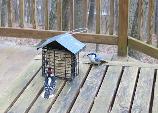 Mr. Downy and White-breasted Nuthatch, Wednesday, January 20, 2016, 4:32:21 PM