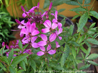 Cleome spinosa