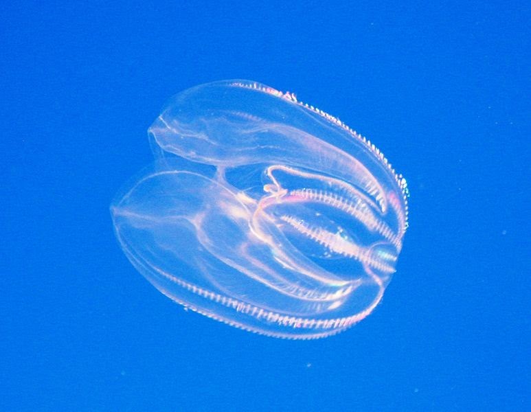 Musings of a Biologist and Dog Lover Invasive Species Warty Comb Jelly