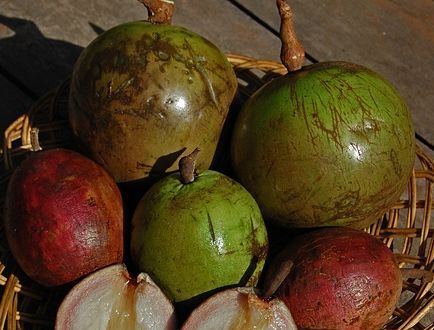 manfaat kenitu atau sawo duren bagi kesehatan tanaman obat manfaat dan khasiat tanaman manfaat kenitu atau sawo duren bagi kesehatan tanaman obat manfaat dan khasiat tanaman