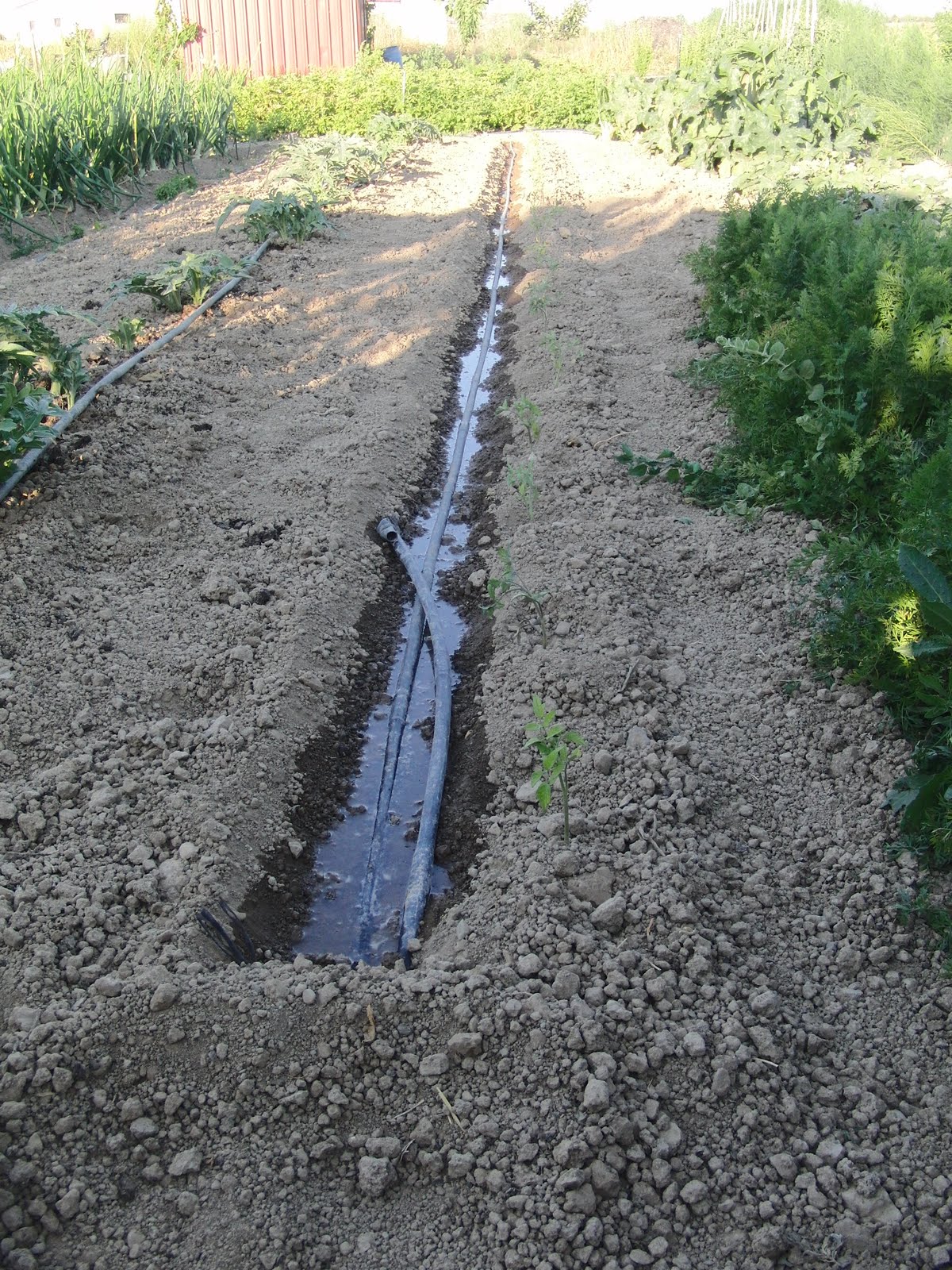 Un Huerto Familiar: Pimientos cristal Dia 1 JULIO