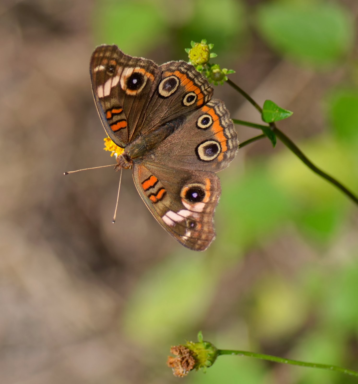 Mangrove Buckeye, copyright 2014, Stephanie Maatta Smith image of Mangrove Buckeye butterfly, Manatee Viewing Center, Apollo Beach, FL