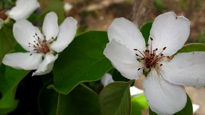 quince