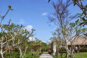 jalan setapak taman bunga frangipani jalan setapak taman bunga frangipani
