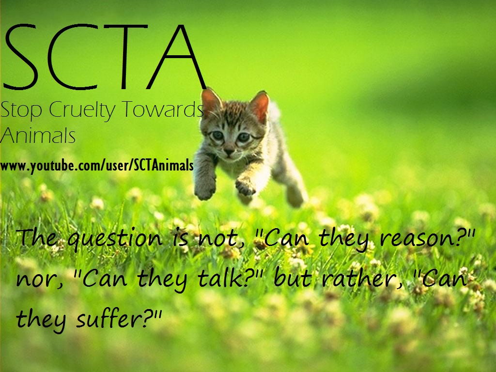Cruelty towards animals essay