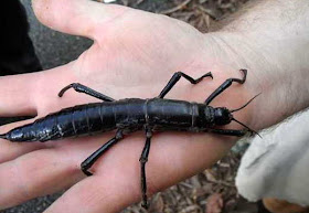 Lord Howe Stick Insect 
