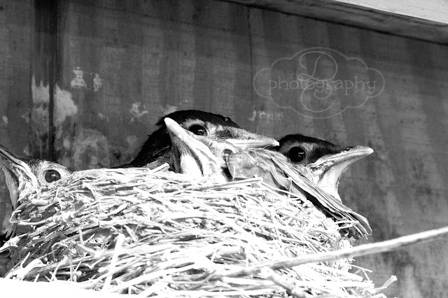black and white baby birds in a nest
