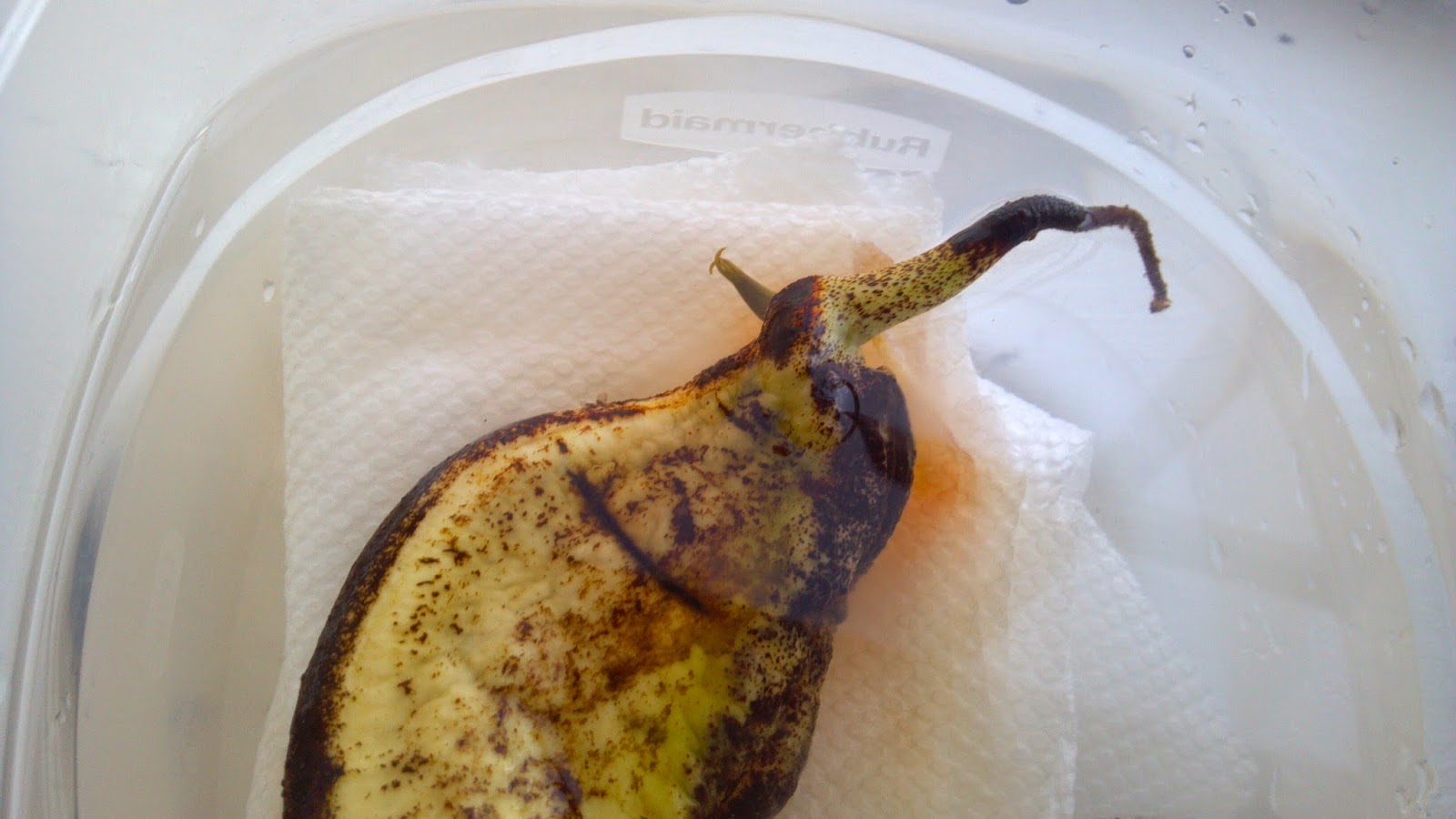 My Two Cents HOW TO GROW YOUR OWN MANGO TREE FROM A SEED PART 2