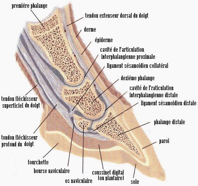 Le traitement de la thrombose aiguë des membres inférieurs