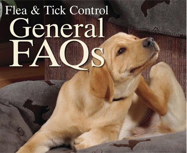 Controlling Dog Fleas The Natural Way Controlling Dog Fleas The Natural Way