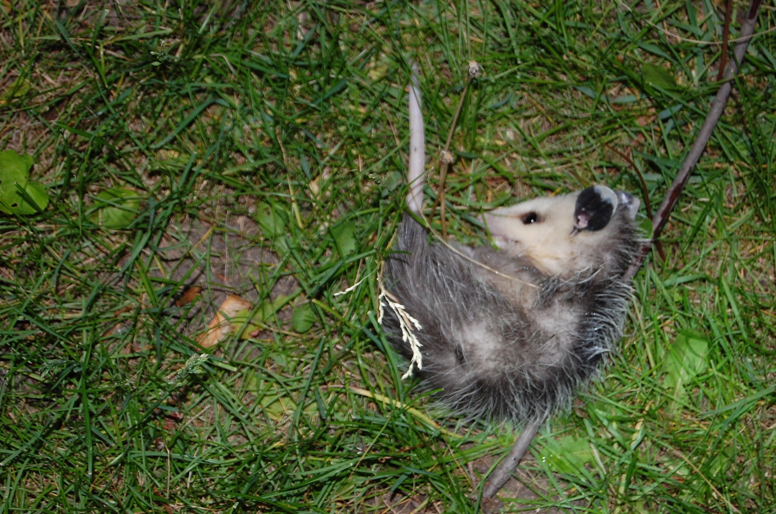 Playing Dead Possum