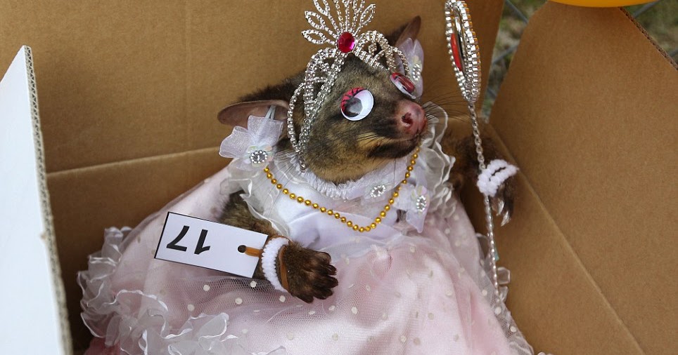 baby possum costume