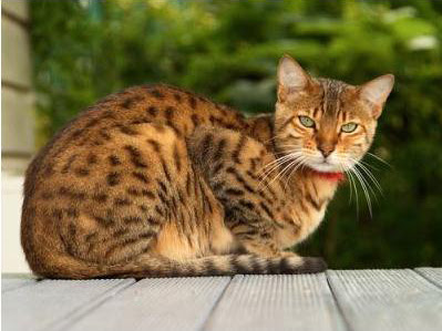 Bengal Cat brown