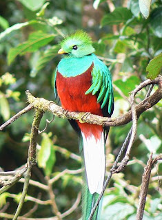 Infomenarik Com Burung Terunik Di Dunia