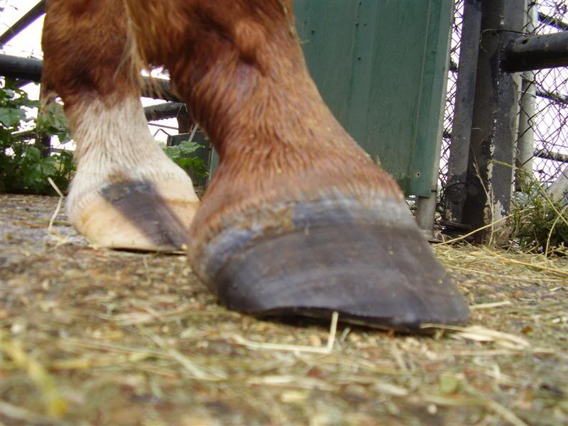 The Glorious Hoof The Quarter Scoop Quick Notes