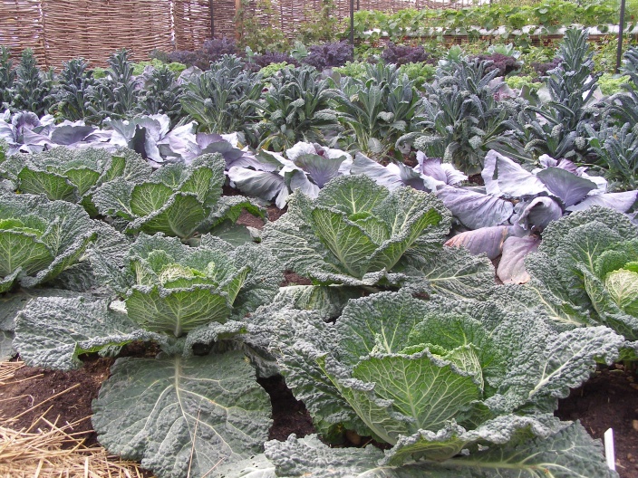 Seed to Feed Me HOW TO GROW GIANT CABBAGE FROM SEED