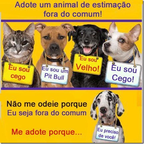 Shelter Dogs Adopted And Only One Was Left Shelter Dogs Adopted And Only One Was Left