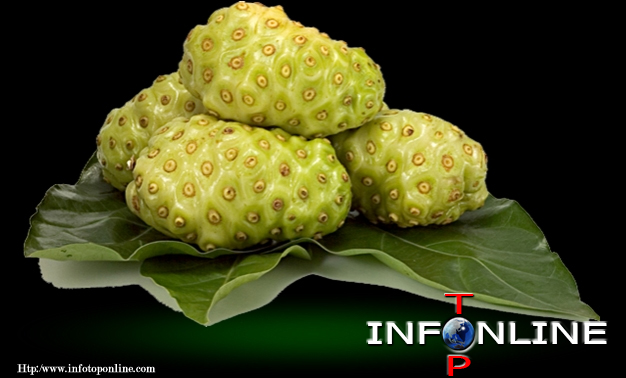 Buah Mengkudu(Pace)