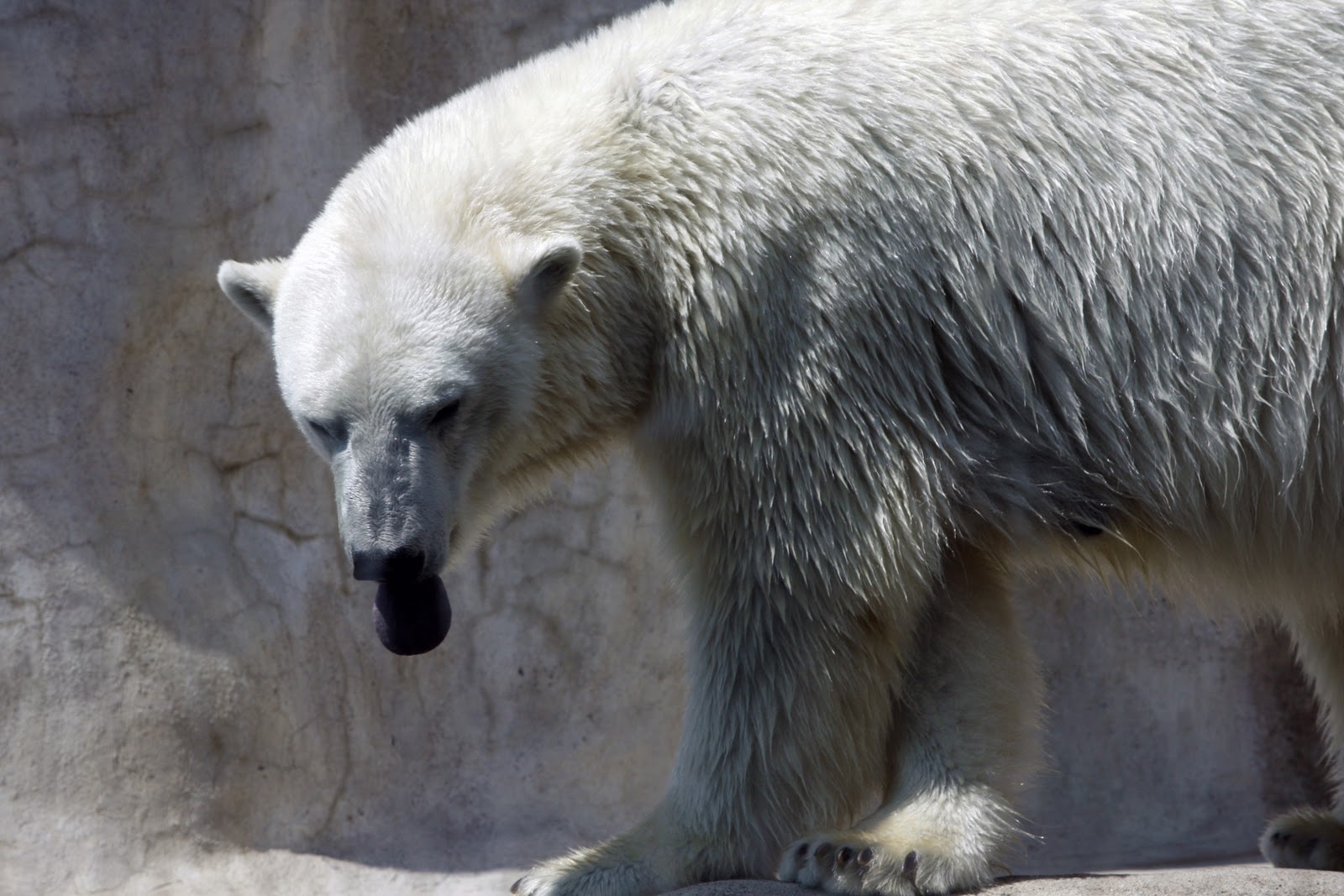 Polar Bear Sticking Out Tongue | Jr's World At Large