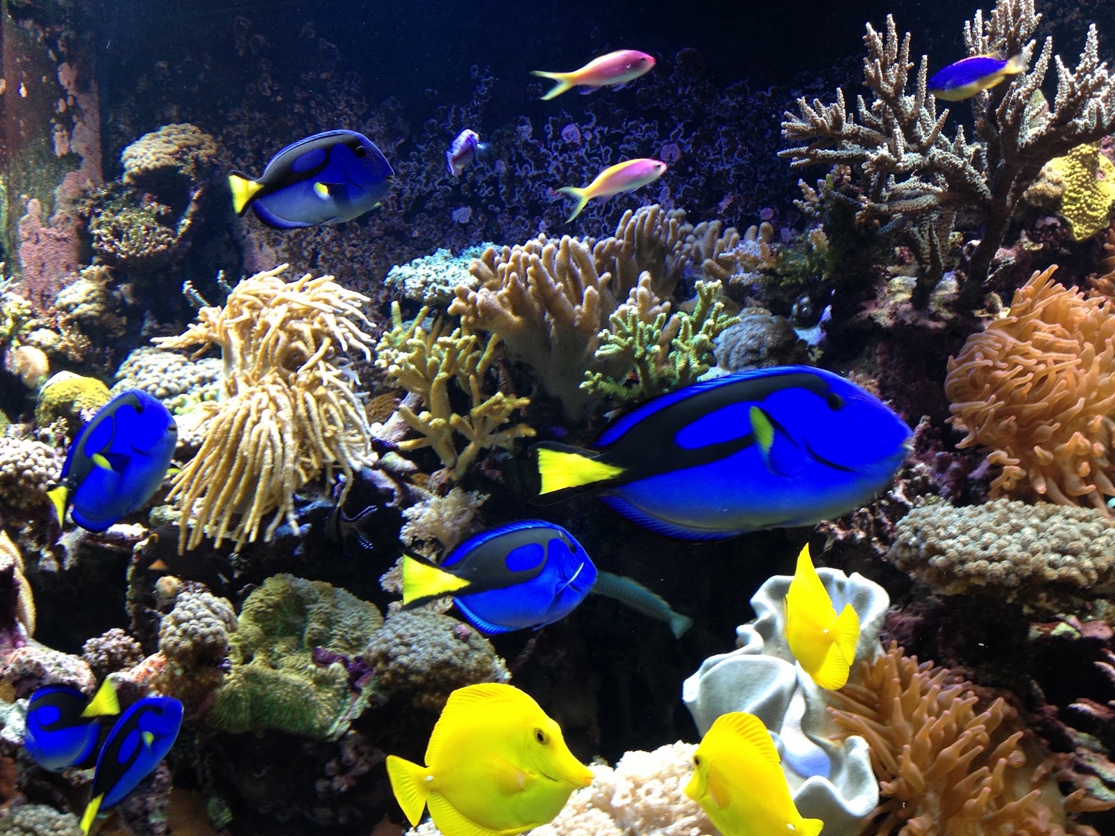 Ocean Observations Scallops