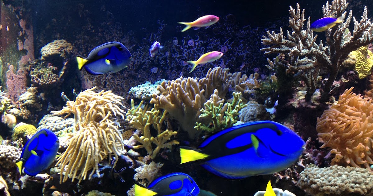 Ocean Observations Scallops