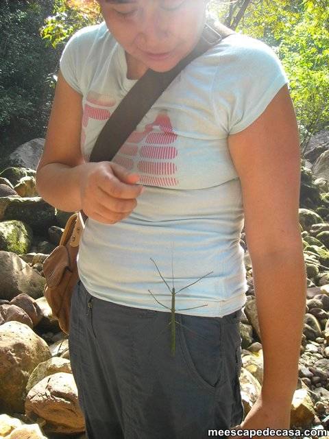 Maju con un insecto palo a orillas del río Shilcayo (Cordillera Escalera, Perú)