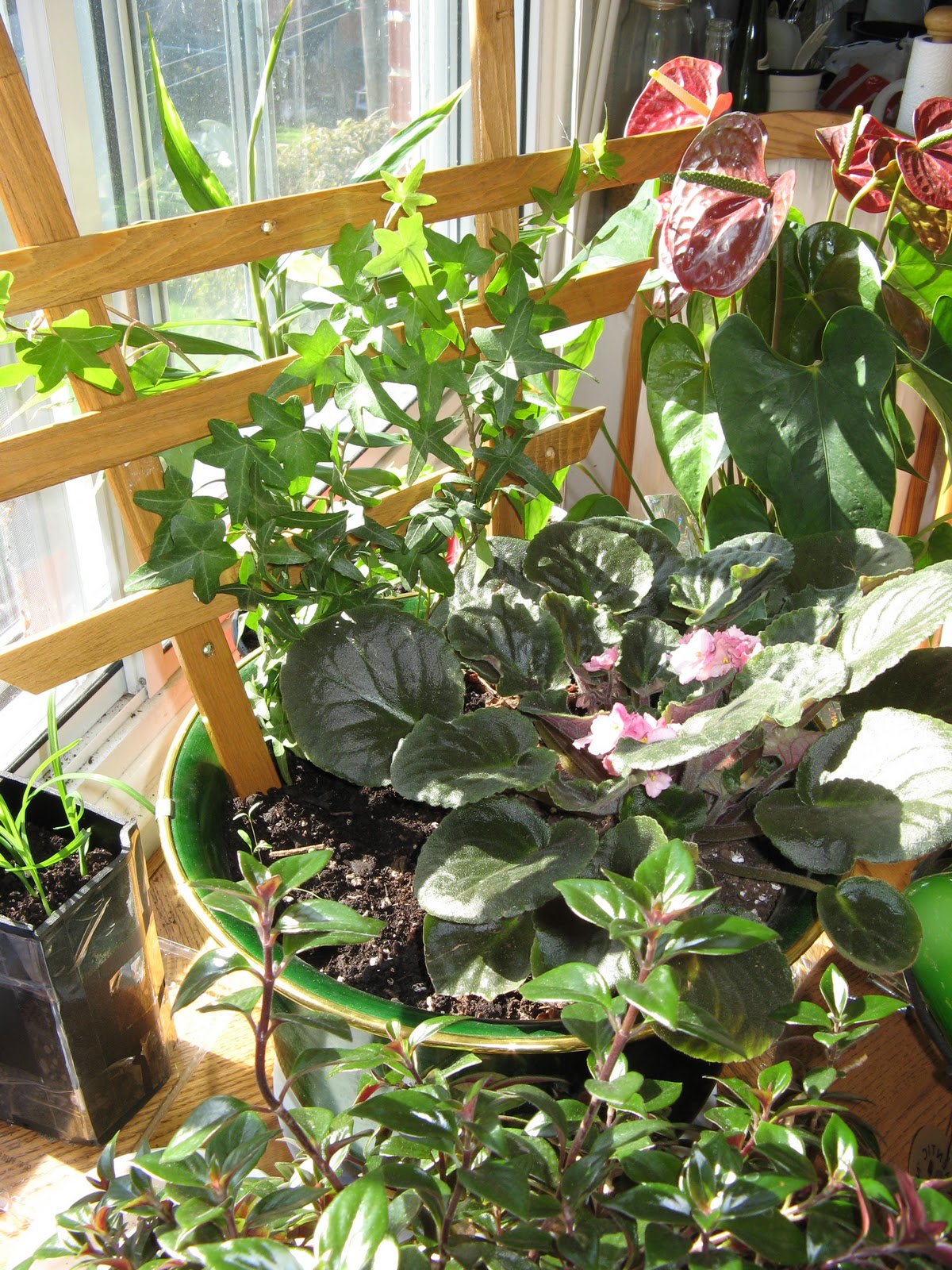 Lasalle Garden House Plant Trellis